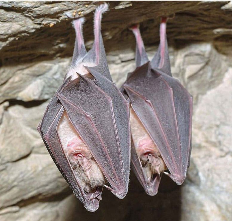 Foto von 2 Fledermäusen, die an der Decke einer Höhle hängen