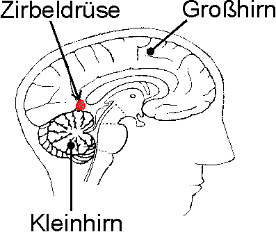 das Bild zeigt die Lage der Zirbeldrüse im Gehirn